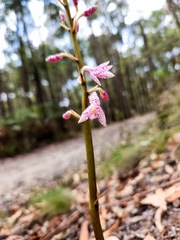 Dipodium pardalinum