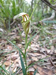 Pterostylis grandiflora
