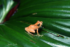 Pristimantis cerasinus