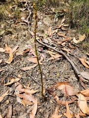 Dipodium pardalinum