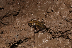 Kassina senegalensis