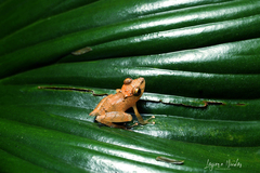 Pristimantis cerasinus