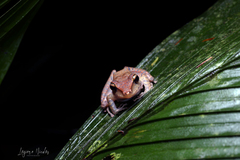 Craugastor talamancae