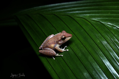 Craugastor talamancae