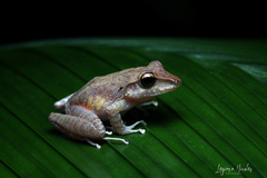 Craugastor talamancae