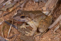 Limnonectes blythii