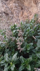 Teucrium flavum