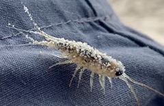 Ligia exotica