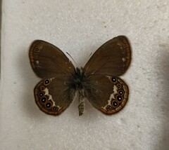 Coenonympha hero
