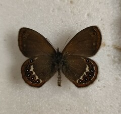 Coenonympha hero