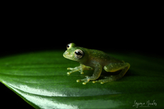 Teratohyla pulverata