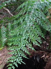 Asplenium laserpitiifolium
