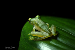 Teratohyla pulverata