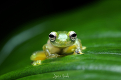 Teratohyla pulverata