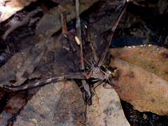 Telephlebia godeffroyi