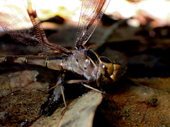 Telephlebia godeffroyi