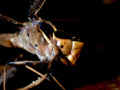 Telephlebia godeffroyi