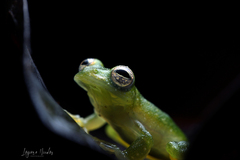 Teratohyla pulverata