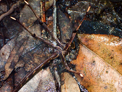 Telephlebia godeffroyi