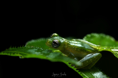 Teratohyla pulverata