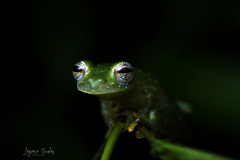 Teratohyla pulverata