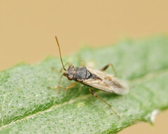 Lygaeoidea
