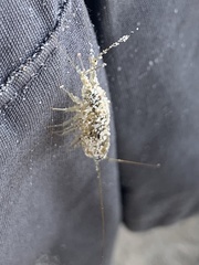 Ligia exotica