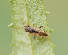 Lygaeoidea