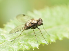 Chrysopilus
