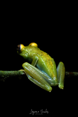 Boana rufitela