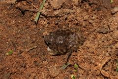 Hemisus marmoratus