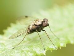 Chrysopilus