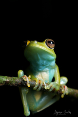 Boana rufitela
