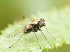 Chrysopilus