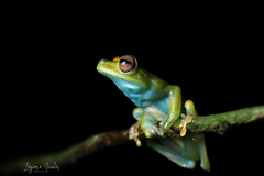 Boana rufitela
