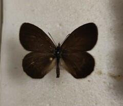 Coenonympha hero