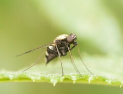 Chrysopilus