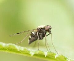 Chrysopilus