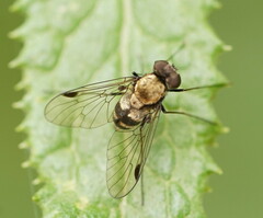 Chrysopilus