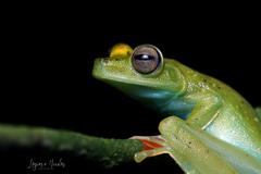 Boana rufitela
