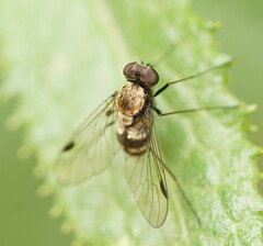 Chrysopilus