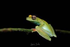 Boana rufitela