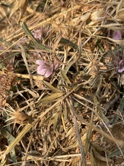 Acanthoideae