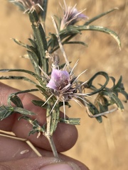 Acanthoideae