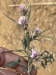 Acanthoideae