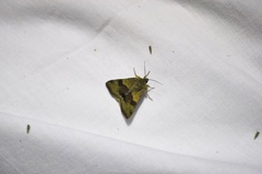 Heliothis viriplaca