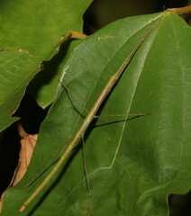 Candovia