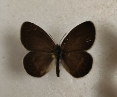 Coenonympha hero
