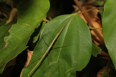 Candovia