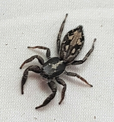 Ocrisiona leucocomis